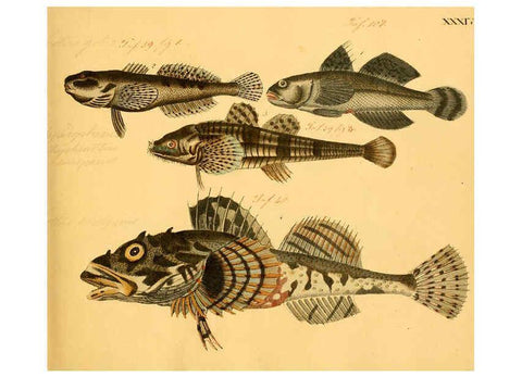Reproducción/Reproduction 6058661289: Naturgeschichte in Bildern : mit erläuterndem Text / Von Professor Dr. Strack. Lief. 4. (Heft 33-56). Fische. Düsseldorf :Arnz & Co.,[1819-1826] 
