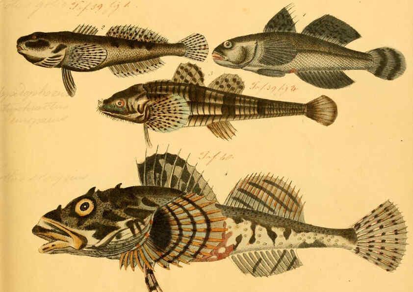 Reproducción/Reproduction 6058661289: Naturgeschichte in Bildern : mit erläuterndem Text / Von Professor Dr. Strack. Lief. 4. (Heft 33-56). Fische. Düsseldorf :Arnz & Co.,[1819-1826] 