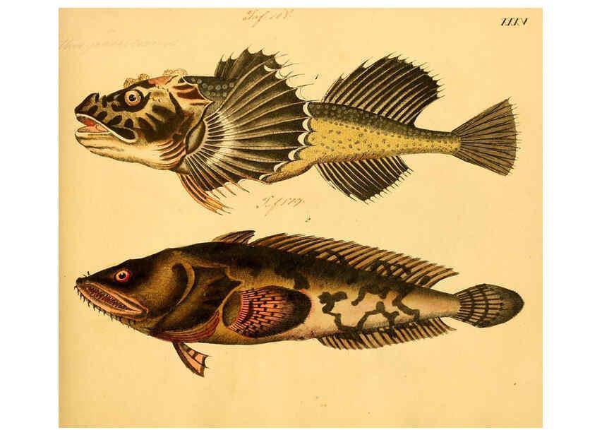 Reproducción/Reproduction 6058661581: Naturgeschichte in Bildern : mit erläuterndem Text / Von Professor Dr. Strack. Lief. 4. (Heft 33-56). Fische. Düsseldorf :Arnz & Co.,[1819-1826] 