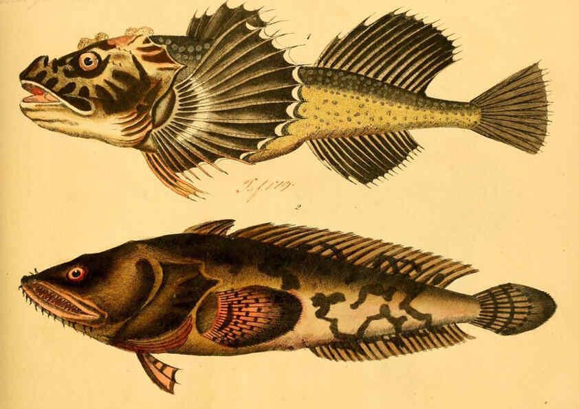 Reproducción/Reproduction 6058661581: Naturgeschichte in Bildern : mit erläuterndem Text / Von Professor Dr. Strack. Lief. 4. (Heft 33-56). Fische. Düsseldorf :Arnz & Co.,[1819-1826] 