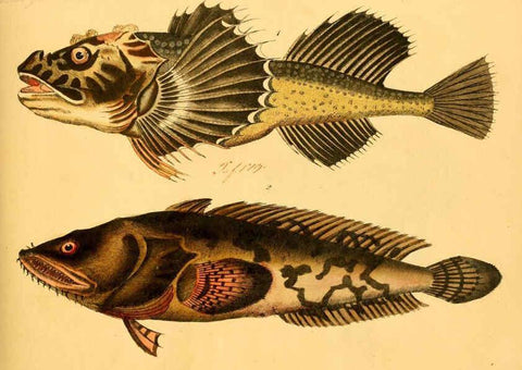 Reproducción/Reproduction 6058661581: Naturgeschichte in Bildern : mit erläuterndem Text / Von Professor Dr. Strack. Lief. 4. (Heft 33-56). Fische. Düsseldorf :Arnz & Co.,[1819-1826] 