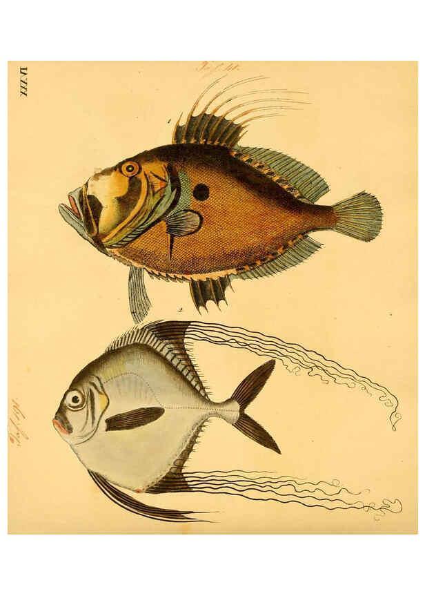 Reproducción/Reproduction 6059209640: Naturgeschichte in Bildern : mit erläuterndem Text / Von Professor Dr. Strack. Lief. 4. (Heft 33-56). Fische. Düsseldorf :Arnz & Co.,[1819-1826] 
