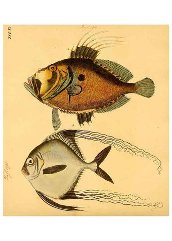 Reproducción/Reproduction 6059209640: Naturgeschichte in Bildern : mit erläuterndem Text / Von Professor Dr. Strack. Lief. 4. (Heft 33-56). Fische. Düsseldorf :Arnz & Co.,[1819-1826] 