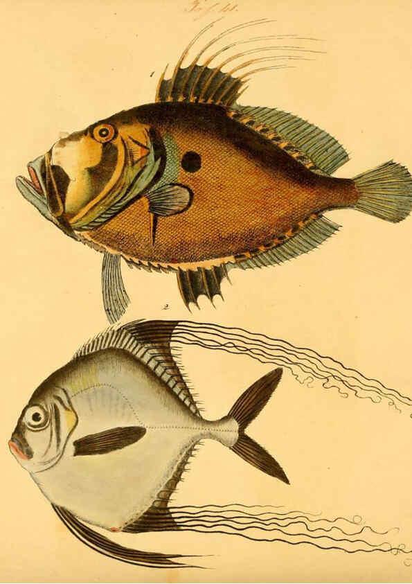 Reproducción/Reproduction 6059209640: Naturgeschichte in Bildern : mit erläuterndem Text / Von Professor Dr. Strack. Lief. 4. (Heft 33-56). Fische. Düsseldorf :Arnz & Co.,[1819-1826] 
