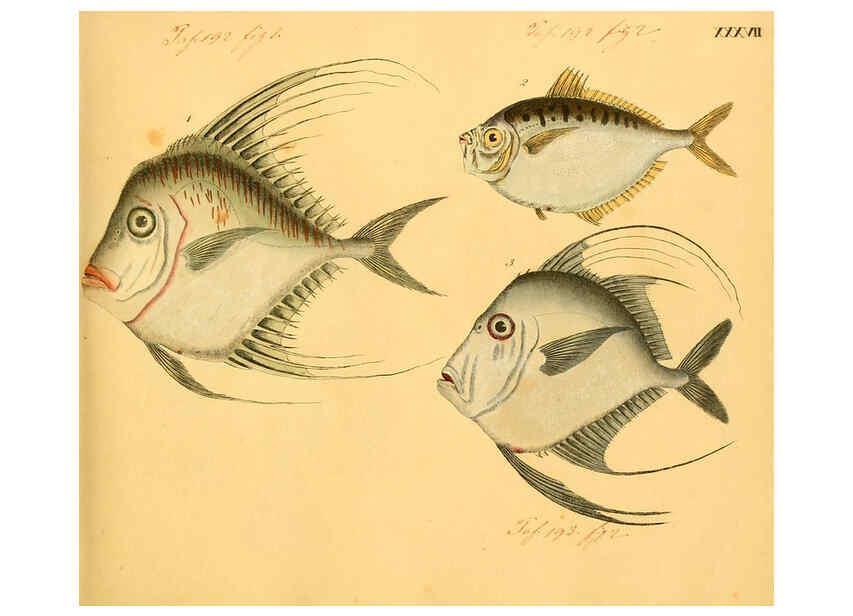 Reproducción/Reproduction 6059209904: Naturgeschichte in Bildern : mit erläuterndem Text / Von Professor Dr. Strack. Lief. 4. (Heft 33-56). Fische. Düsseldorf :Arnz & Co.,[1819-1826] 