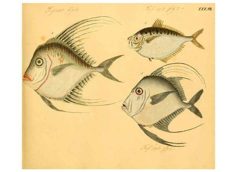 Reproducción/Reproduction 6059209904: Naturgeschichte in Bildern : mit erläuterndem Text / Von Professor Dr. Strack. Lief. 4. (Heft 33-56). Fische. Düsseldorf :Arnz & Co.,[1819-1826] 