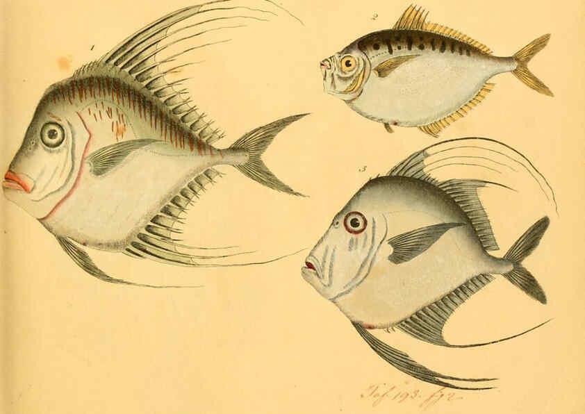 Reproducción/Reproduction 6059209904: Naturgeschichte in Bildern : mit erläuterndem Text / Von Professor Dr. Strack. Lief. 4. (Heft 33-56). Fische. Düsseldorf :Arnz & Co.,[1819-1826] 