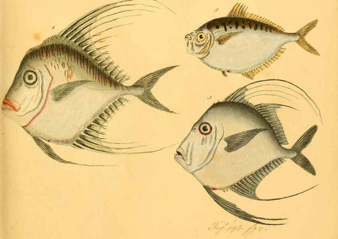 Reproducción/Reproduction 6059209904: Naturgeschichte in Bildern : mit erläuterndem Text / Von Professor Dr. Strack. Lief. 4. (Heft 33-56). Fische. Düsseldorf :Arnz & Co.,[1819-1826] 