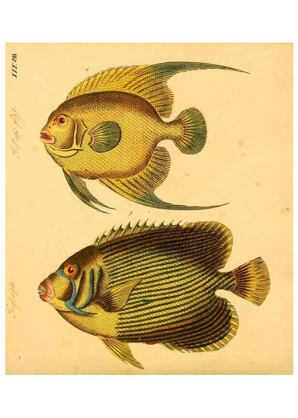 Reproducción/Reproduction 6059210088: Naturgeschichte in Bildern : mit erläuterndem Text / Von Professor Dr. Strack. Lief. 4. (Heft 33-56). Fische. Düsseldorf :Arnz & Co.,[1819-1826] 