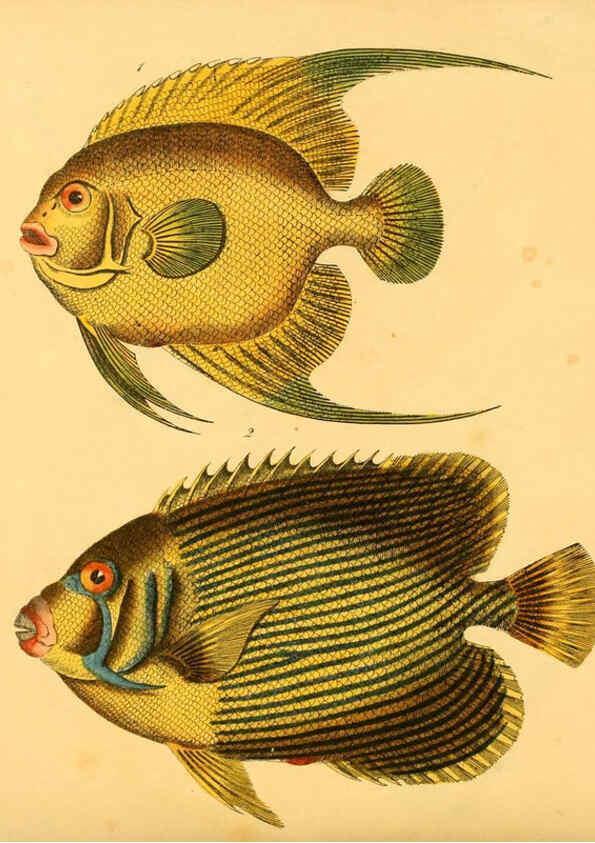 Reproducción/Reproduction 6059210088: Naturgeschichte in Bildern : mit erläuterndem Text / Von Professor Dr. Strack. Lief. 4. (Heft 33-56). Fische. Düsseldorf :Arnz & Co.,[1819-1826] 