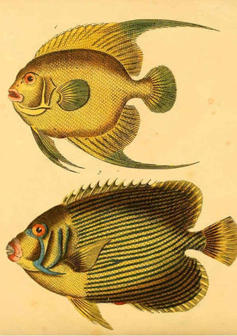 Reproducción/Reproduction 6059210088: Naturgeschichte in Bildern : mit erläuterndem Text / Von Professor Dr. Strack. Lief. 4. (Heft 33-56). Fische. Düsseldorf :Arnz & Co.,[1819-1826] 