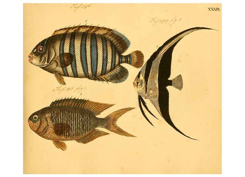 Reproducción/Reproduction 6058662503: Naturgeschichte in Bildern : mit erläuterndem Text / Von Professor Dr. Strack. Lief. 4. (Heft 33-56). Fische. Düsseldorf :Arnz & Co.,[1819-1826] 