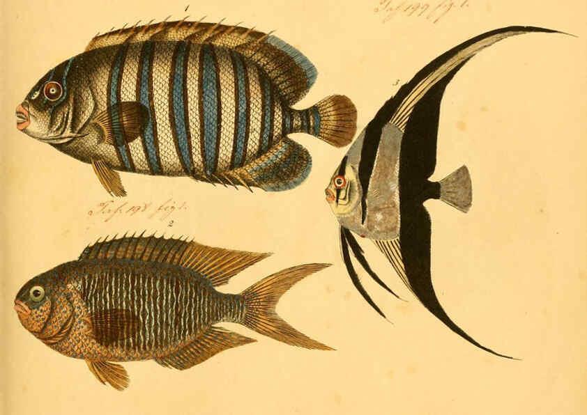 Reproducción/Reproduction 6058662503: Naturgeschichte in Bildern : mit erläuterndem Text / Von Professor Dr. Strack. Lief. 4. (Heft 33-56). Fische. Düsseldorf :Arnz & Co.,[1819-1826] 