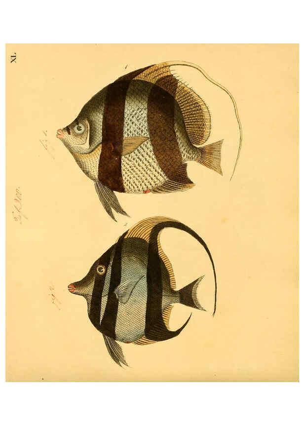 Reproducción/Reproduction 6059210500: Naturgeschichte in Bildern : mit erläuterndem Text / Von Professor Dr. Strack. Lief. 4. (Heft 33-56). Fische. Düsseldorf :Arnz & Co.,[1819-1826] 