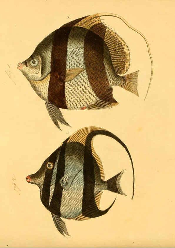Reproducción/Reproduction 6059210500: Naturgeschichte in Bildern : mit erläuterndem Text / Von Professor Dr. Strack. Lief. 4. (Heft 33-56). Fische. Düsseldorf :Arnz & Co.,[1819-1826] 
