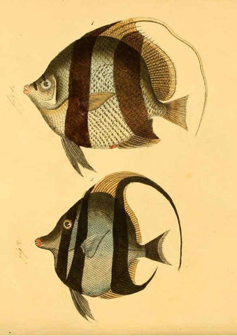 Reproducción/Reproduction 6059210500: Naturgeschichte in Bildern : mit erläuterndem Text / Von Professor Dr. Strack. Lief. 4. (Heft 33-56). Fische. Düsseldorf :Arnz & Co.,[1819-1826] 