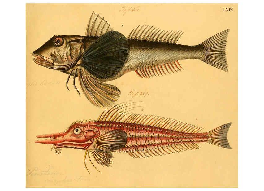Reproducción/Reproduction 6058668513: Naturgeschichte in Bildern : mit erläuterndem Text / Von Professor Dr. Strack. Lief. 4. (Heft 33-56). Fische. Düsseldorf :Arnz & Co.,[1819-1826] 