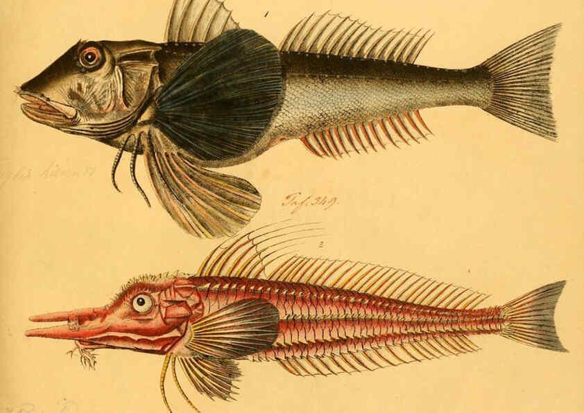 Reproducción/Reproduction 6058668513: Naturgeschichte in Bildern : mit erläuterndem Text / Von Professor Dr. Strack. Lief. 4. (Heft 33-56). Fische. Düsseldorf :Arnz & Co.,[1819-1826] 