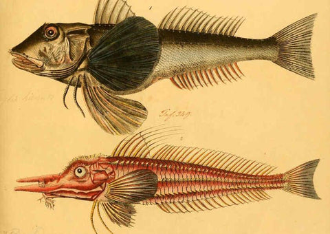 Reproducción/Reproduction 6058668513: Naturgeschichte in Bildern : mit erläuterndem Text / Von Professor Dr. Strack. Lief. 4. (Heft 33-56). Fische. Düsseldorf :Arnz & Co.,[1819-1826] 