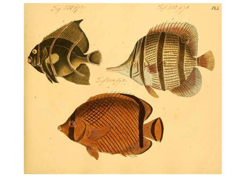 Reproducción/Reproduction 6059210732: Naturgeschichte in Bildern : mit erläuterndem Text / Von Professor Dr. Strack. Lief. 4. (Heft 33-56). Fische. Düsseldorf :Arnz & Co.,[1819-1826] 