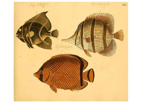 Reproducción/Reproduction 6059210732: Naturgeschichte in Bildern : mit erläuterndem Text / Von Professor Dr. Strack. Lief. 4. (Heft 33-56). Fische. Düsseldorf :Arnz & Co.,[1819-1826] 