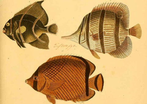 Reproducción/Reproduction 6059210732: Naturgeschichte in Bildern : mit erläuterndem Text / Von Professor Dr. Strack. Lief. 4. (Heft 33-56). Fische. Düsseldorf :Arnz & Co.,[1819-1826] 
