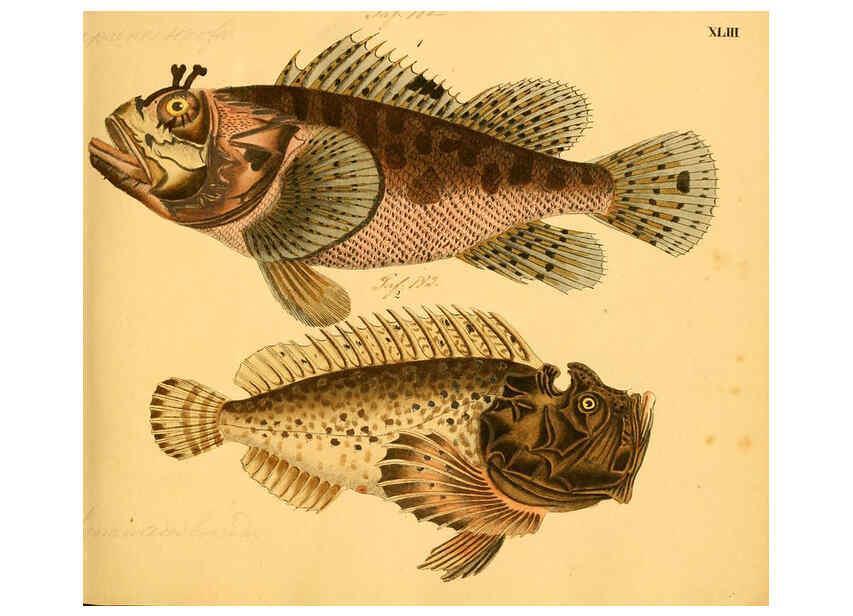 Reproducción/Reproduction 6058663411: Naturgeschichte in Bildern : mit erläuterndem Text / Von Professor Dr. Strack. Lief. 4. (Heft 33-56). Fische. Düsseldorf :Arnz & Co.,[1819-1826] 