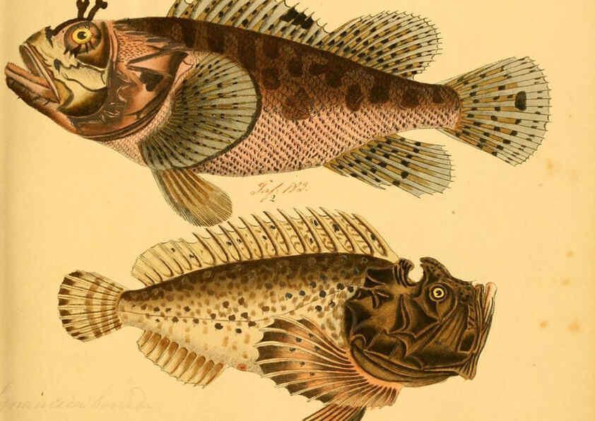 Reproducción/Reproduction 6058663411: Naturgeschichte in Bildern : mit erläuterndem Text / Von Professor Dr. Strack. Lief. 4. (Heft 33-56). Fische. Düsseldorf :Arnz & Co.,[1819-1826] 