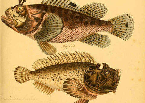 Reproducción/Reproduction 6058663411: Naturgeschichte in Bildern : mit erläuterndem Text / Von Professor Dr. Strack. Lief. 4. (Heft 33-56). Fische. Düsseldorf :Arnz & Co.,[1819-1826] 