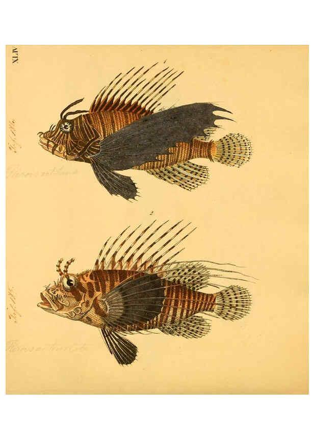 Reproducción/Reproduction 6058663597: Naturgeschichte in Bildern : mit erläuterndem Text / Von Professor Dr. Strack. Lief. 4. (Heft 33-56). Fische. Düsseldorf :Arnz & Co.,[1819-1826] 