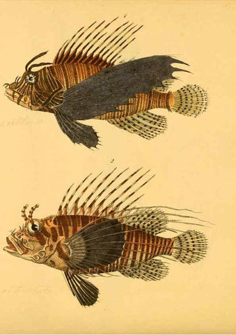 Reproducción/Reproduction 6058663597: Naturgeschichte in Bildern : mit erläuterndem Text / Von Professor Dr. Strack. Lief. 4. (Heft 33-56). Fische. Düsseldorf :Arnz & Co.,[1819-1826] 