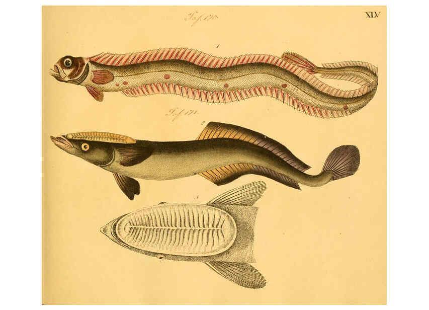 Reproducción/Reproduction 6059211518: Naturgeschichte in Bildern : mit erläuterndem Text / Von Professor Dr. Strack. Lief. 4. (Heft 33-56). Fische. Düsseldorf :Arnz & Co.,[1819-1826] 