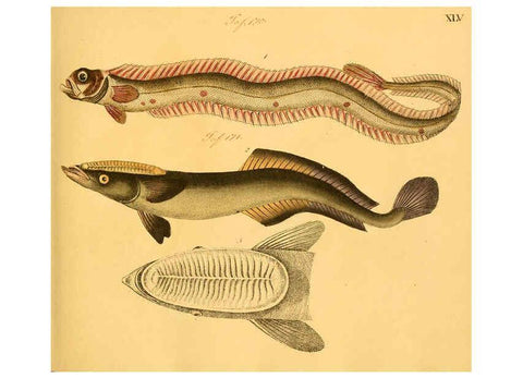 Reproducción/Reproduction 6059211518: Naturgeschichte in Bildern : mit erläuterndem Text / Von Professor Dr. Strack. Lief. 4. (Heft 33-56). Fische. Düsseldorf :Arnz & Co.,[1819-1826] 