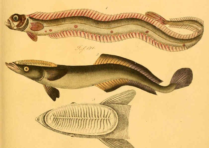 Reproducción/Reproduction 6059211518: Naturgeschichte in Bildern : mit erläuterndem Text / Von Professor Dr. Strack. Lief. 4. (Heft 33-56). Fische. Düsseldorf :Arnz & Co.,[1819-1826] 