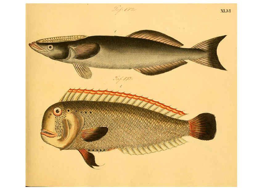 Reproducción/Reproduction 6058663969: Naturgeschichte in Bildern : mit erläuterndem Text / Von Professor Dr. Strack. Lief. 4. (Heft 33-56). Fische. Düsseldorf :Arnz & Co.,[1819-1826] 