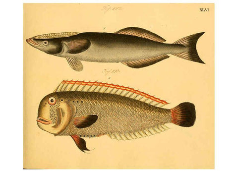 Reproducción/Reproduction 6058663969: Naturgeschichte in Bildern : mit erläuterndem Text / Von Professor Dr. Strack. Lief. 4. (Heft 33-56). Fische. Düsseldorf :Arnz & Co.,[1819-1826] 