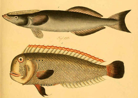Reproducción/Reproduction 6058663969: Naturgeschichte in Bildern : mit erläuterndem Text / Von Professor Dr. Strack. Lief. 4. (Heft 33-56). Fische. Düsseldorf :Arnz & Co.,[1819-1826] 