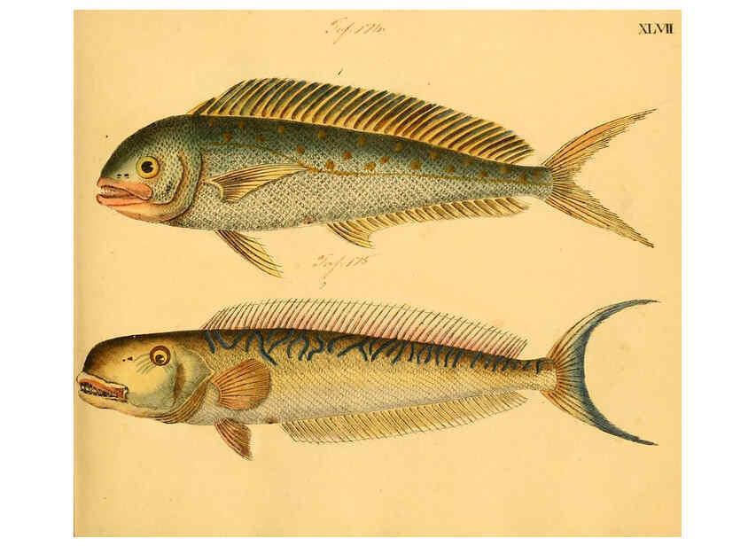 Reproducción/Reproduction 6058664119: Naturgeschichte in Bildern : mit erläuterndem Text / Von Professor Dr. Strack. Lief. 4. (Heft 33-56). Fische. Düsseldorf :Arnz & Co.,[1819-1826] 