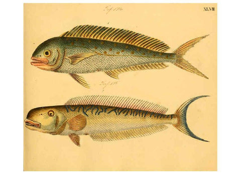 Reproducción/Reproduction 6058664119: Naturgeschichte in Bildern : mit erläuterndem Text / Von Professor Dr. Strack. Lief. 4. (Heft 33-56). Fische. Düsseldorf :Arnz & Co.,[1819-1826] 
