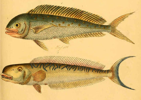 Reproducción/Reproduction 6058664119: Naturgeschichte in Bildern : mit erläuterndem Text / Von Professor Dr. Strack. Lief. 4. (Heft 33-56). Fische. Düsseldorf :Arnz & Co.,[1819-1826] 