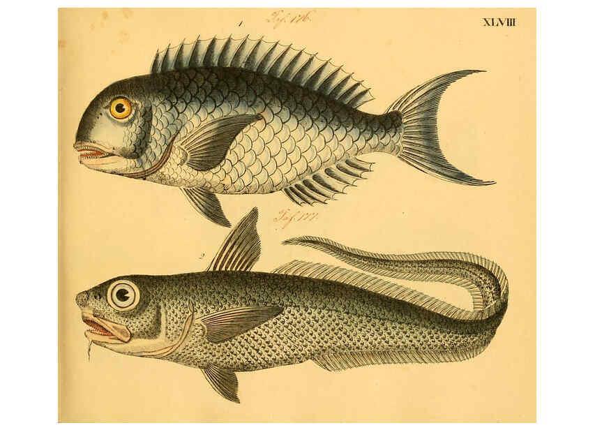 Reproducción/Reproduction 6059211990: Naturgeschichte in Bildern : mit erläuterndem Text / Von Professor Dr. Strack. Lief. 4. (Heft 33-56). Fische. Düsseldorf :Arnz & Co.,[1819-1826] 