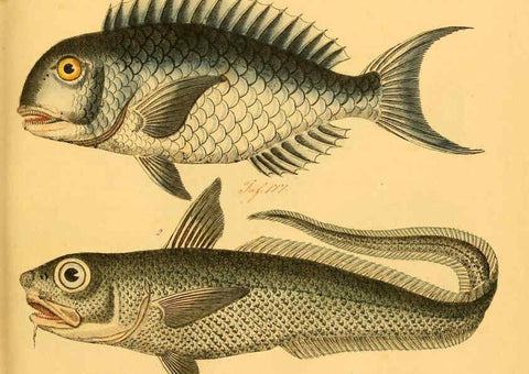 Reproducción/Reproduction 6059211990: Naturgeschichte in Bildern : mit erläuterndem Text / Von Professor Dr. Strack. Lief. 4. (Heft 33-56). Fische. Düsseldorf :Arnz & Co.,[1819-1826] 