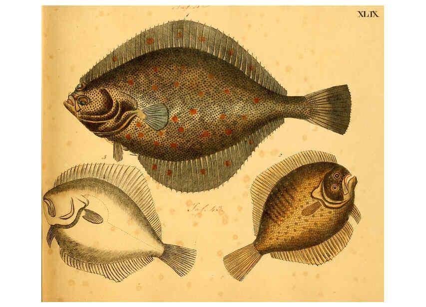 Reproducción/Reproduction 6059212182: Naturgeschichte in Bildern : mit erläuterndem Text / Von Professor Dr. Strack. Lief. 4. (Heft 33-56). Fische. Düsseldorf :Arnz & Co.,[1819-1826] 