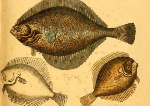 Reproducción/Reproduction 6059212182: Naturgeschichte in Bildern : mit erläuterndem Text / Von Professor Dr. Strack. Lief. 4. (Heft 33-56). Fische. Düsseldorf :Arnz & Co.,[1819-1826] 