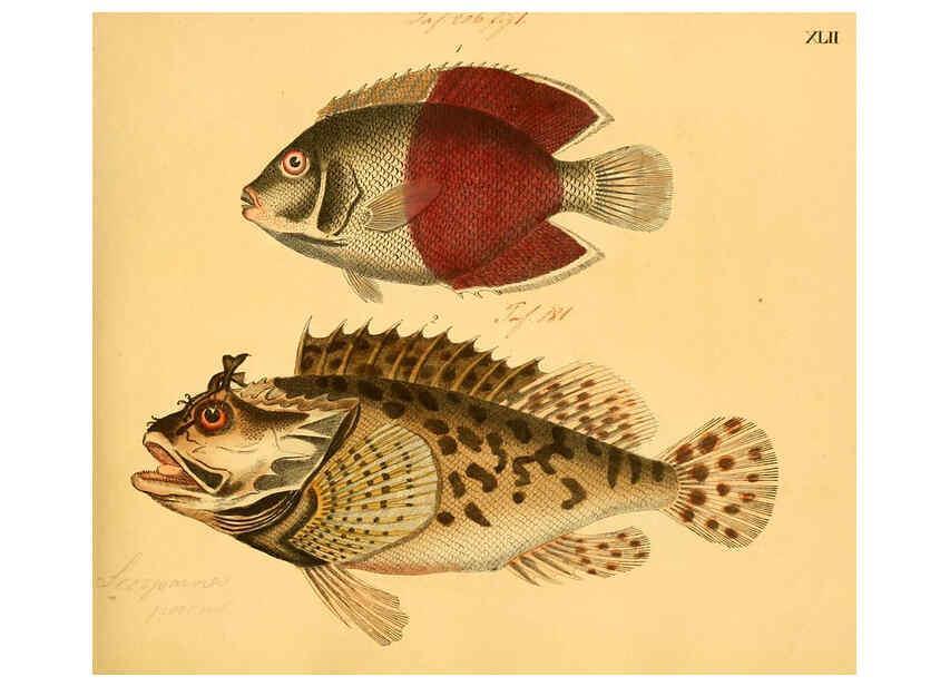 Reproducción/Reproduction 6058663225: Naturgeschichte in Bildern : mit erläuterndem Text / Von Professor Dr. Strack. Lief. 4. (Heft 33-56). Fische. Düsseldorf :Arnz & Co.,[1819-1826] 