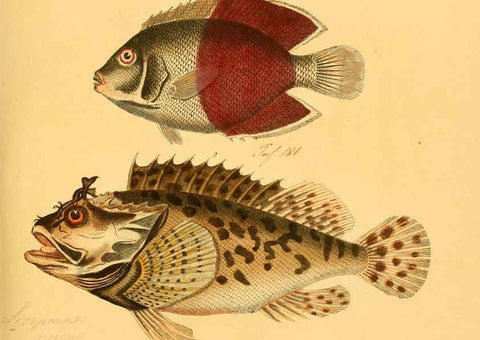 Reproducción/Reproduction 6058663225: Naturgeschichte in Bildern : mit erläuterndem Text / Von Professor Dr. Strack. Lief. 4. (Heft 33-56). Fische. Düsseldorf :Arnz & Co.,[1819-1826] 