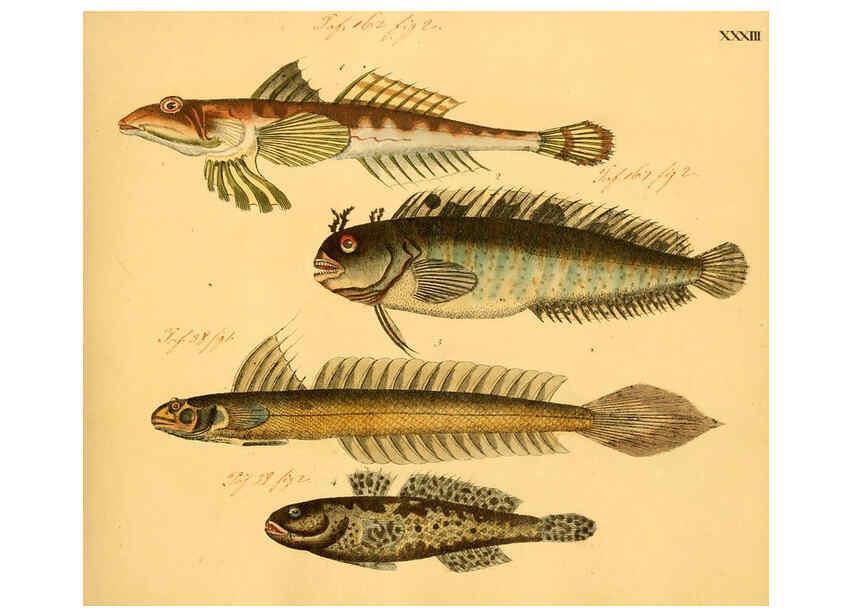 Reproducción/Reproduction 6059208972: Naturgeschichte in Bildern : mit erläuterndem Text / Von Professor Dr. Strack. Lief. 4. (Heft 33-56). Fische. Düsseldorf :Arnz & Co.,[1819-1826] 