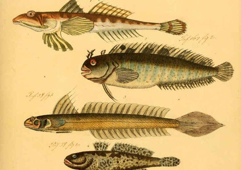 Reproducción/Reproduction 6059208972: Naturgeschichte in Bildern : mit erläuterndem Text / Von Professor Dr. Strack. Lief. 4. (Heft 33-56). Fische. Düsseldorf :Arnz & Co.,[1819-1826] 