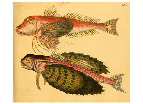 Reproducción/Reproduction 6058668883: Naturgeschichte in Bildern : mit erläuterndem Text / Von Professor Dr. Strack. Lief. 4. (Heft 33-56). Fische. Düsseldorf :Arnz & Co.,[1819-1826] 