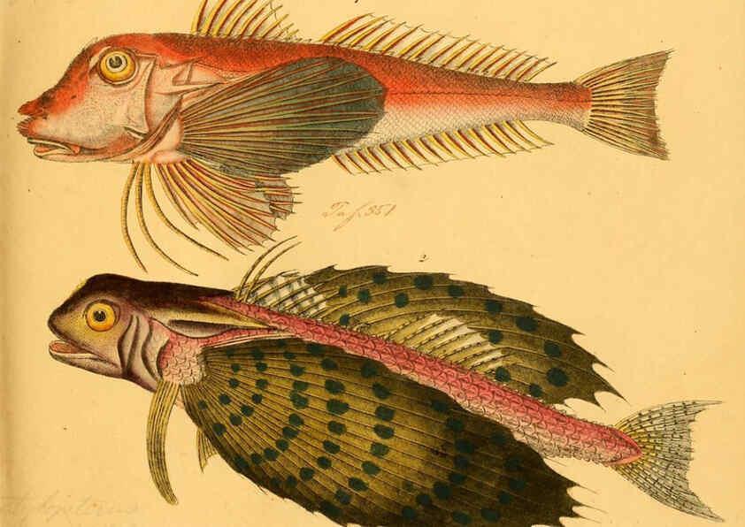 Reproducción/Reproduction 6058668883: Naturgeschichte in Bildern : mit erläuterndem Text / Von Professor Dr. Strack. Lief. 4. (Heft 33-56). Fische. Düsseldorf :Arnz & Co.,[1819-1826] 